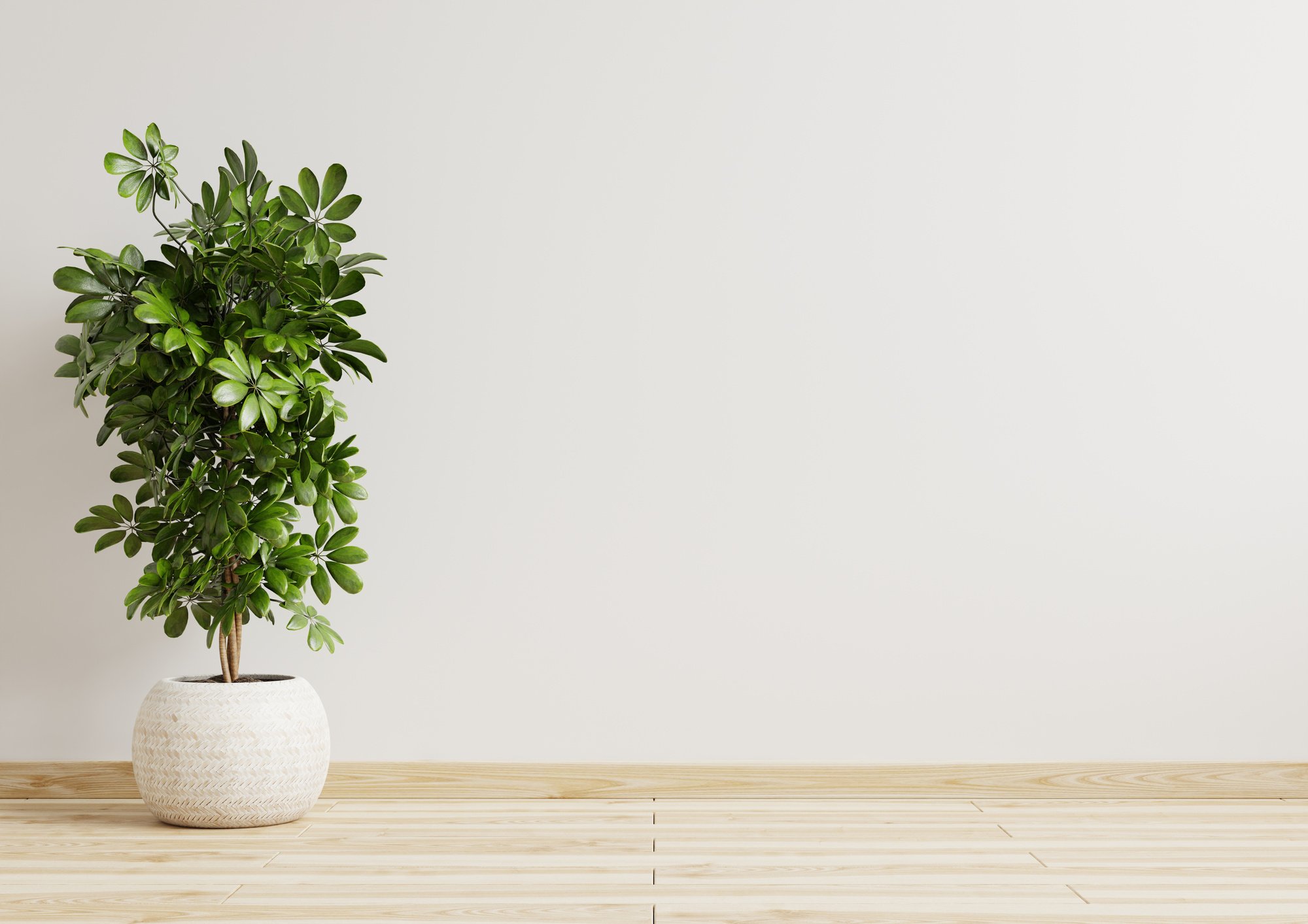 Modern Living Room with Plant